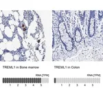 Merck Anti-TREML1 antibody produced in rabbit