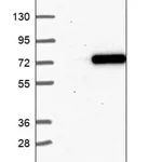 Merck Anti-KCTD16 antibody produced in rabbit