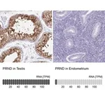 Merck Anti-PRND antibody produced in rabbit