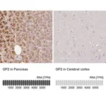 Merck Anti-GP2 antibody produced in rabbit