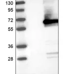 Merck Anti-TXNIP antibody produced in rabbit