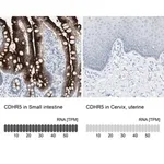 Merck Anti-CDHR5 antibody produced in rabbit