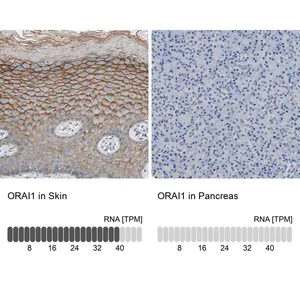 Merck Anti-ORAI1 antibody produced in rabbit