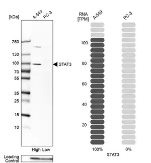 Merck Anti-STAT3 antibody produced in rabbit