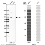Merck Anti-STAT3 antibody produced in rabbit