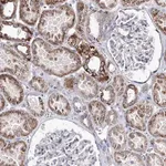 Merck Anti-OSBPL5 antibody produced in rabbit