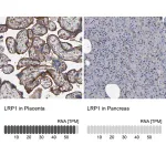 Merck Anti-LRP1 antibody produced in rabbit