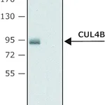 Merck Anti-Cullin-4B antibody produced in rabbit