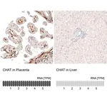 Merck Monoclonal Anti-CHAT antibody produced in mouse