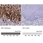 Merck Anti-GIF antibody produced in rabbit