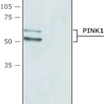 Merck Anti-PINK1 (N-terminal region) antibody produced in rabbit