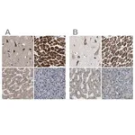 Merck Anti-UQCRC2 antibody produced in rabbit