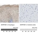 Merck Anti-SERPINB1 antibody produced in rabbit