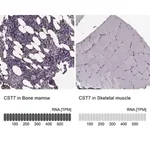 Merck Anti-CST7 antibody produced in rabbit