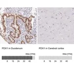 Merck Anti-PDX1 antibody produced in rabbit