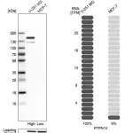 Merck Anti-PTPN14 antibody produced in rabbit
