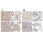 Merck Anti-DCAF7 antibody produced in rabbit