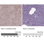 Merck Anti-MLC1 antibody produced in rabbit