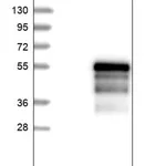 Merck Anti-NEUROD1 antibody produced in rabbit
