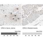 Merck Anti-CPA3 antibody produced in rabbit