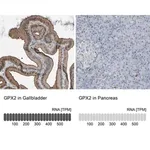 Merck Anti-GPX2 antibody produced in rabbit