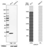 Merck Anti-LGALS1 antibody produced in rabbit