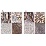Merck Anti-DARS2 antibody produced in rabbit