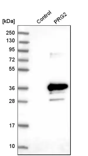 Merck Anti-PRG2 antibody produced in rabbit