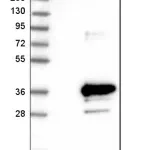 Merck Anti-PRG2 antibody produced in rabbit