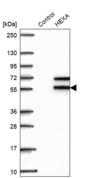 Merck Anti-HEXA antibody produced in rabbit