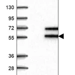 Merck Anti-HEXA antibody produced in rabbit