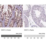 Merck Anti-CDH1 antibody produced in rabbit
