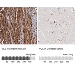 Merck Anti-VCL antibody produced in rabbit