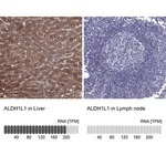 Merck Anti-ALDH1L1 antibody produced in rabbit