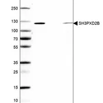 Merck Anti-SH3PXD2B antibody produced in rabbit