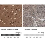 Merck Anti-YWHAB antibody produced in rabbit