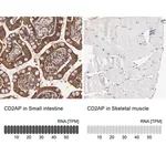 Merck Anti-CD2AP antibody produced in rabbit
