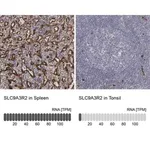 Merck Anti-SLC9A3R2 antibody produced in rabbit