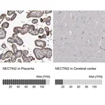 Merck Anti-NECTIN2 antibody produced in rabbit