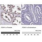 Merck Anti-FOXA1 antibody produced in rabbit