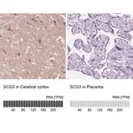 Merck Anti-SCG3 antibody produced in rabbit