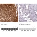 Merck Anti-HPD antibody produced in rabbit