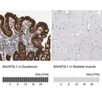 Merck Anti-BAIAP2L1 antibody produced in rabbit