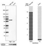 Merck Anti-SMARCD3 antibody produced in rabbit