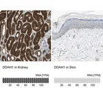 Merck Anti-DDAH1 antibody produced in rabbit