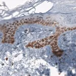 Merck Anti-TMEM43 antibody produced in rabbit