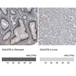 Merck Anti-GALNT6 antibody produced in rabbit