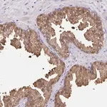 Merck Anti-IDH1 antibody produced in rabbit