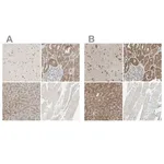 Merck Anti-LHPP antibody produced in rabbit