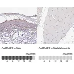 Merck Anti-CAMSAP3 antibody produced in rabbit
